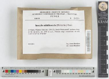 Inocybe nitidiuscula (Britzelm.) Sacc.