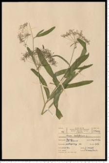 Sium latifolium L.