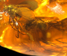 Dolichopodidae