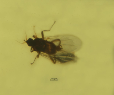 Diptera