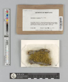 Letharia vulpina (L.) Hue