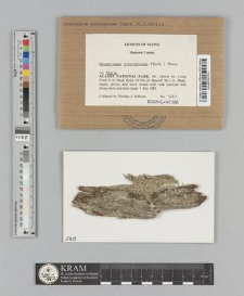 Haematomma ochrophaeum (Tuck.) R.C. Harris