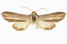 Shargacucullia blattariae