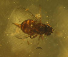 Diptera (Acalyptratae)