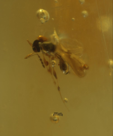 Hymenoptera (Apocrita)