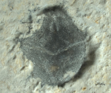 Goniodromites kubai