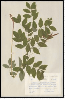 Lathyrus laevigatus (Waldst. & Kit.) Gren.