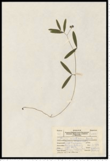 Lathyrus montanus Bernh.