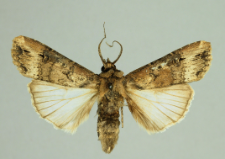 Apterogenum ypsillon (Denis & Schiffermüller, 1775)