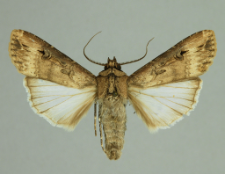 Apterogenum ypsillon (Denis & Schiffermüller, 1775)