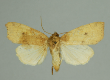 Enargia paleacea (Esper, 1788)