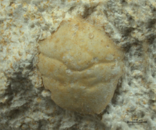 Goniodromites narinosus