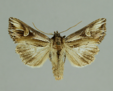 Actinotia polyodon (Clerck, 1759)