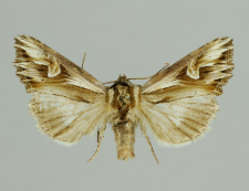 Actinotia polyodon (Clerck, 1759)
