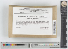 Melanoleuca cf. polioleuca (Fr.:Fr.) Kühner et Maire ss. Boekhout