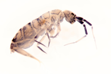 Orchesella multifasciata