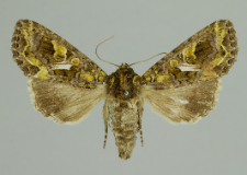 Trachea atriplicis (Linnaeus, 1758)