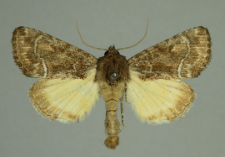 Thalpophila matura (Hufnagel, 1766)