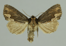 Dypterygia scabriuscula (Linnaeus, 1758)