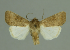 Hoplodrina ambigua (Denis & Schiffermüller, 1775)