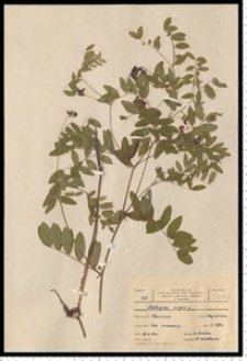 Lathyrus niger (L.) Bernh.