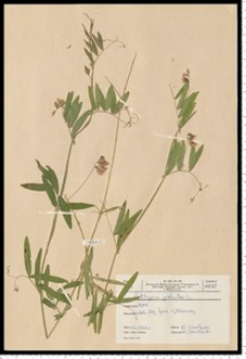 Lathyrus palustris L.