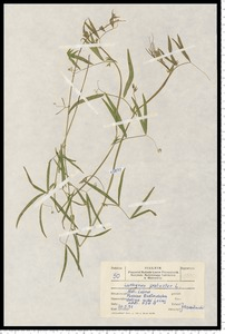 Lathyrus palustris L.