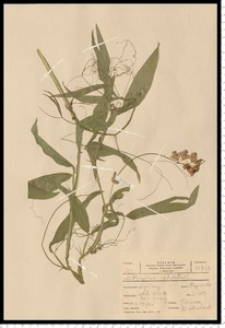 Lathyrus sylvestris L.