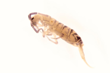 Orchesella multifasciata