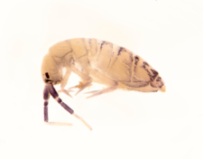 Orchesella multifasciata