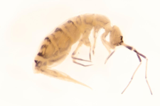 Orchesella multifasciata