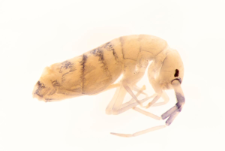 Orchesella multifasciata