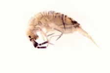 Orchesella multifasciata