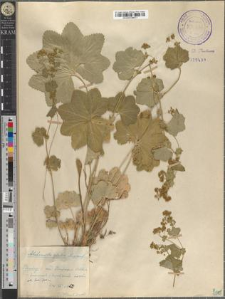 Alchemilla glabra Neygenf.