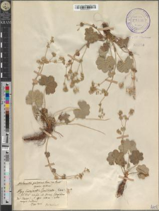 Alchemilla pubescens Lam. em. Buser