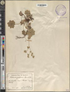 Alchemilla pubescens Lam. em K…[?]