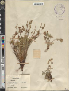 Alchemilla sericea Willd.