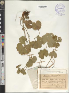 Alchemilla Stanislaae Pawł.