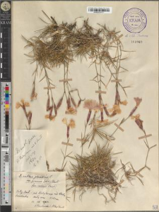 Dianthus plumarius L. subsp. praecox (Kit.) Pawł. fo. roseus Pawł.