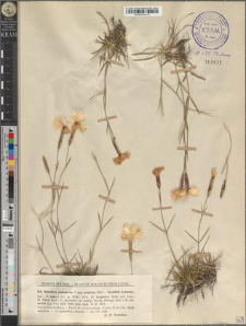 Dianthus plumarius L. subsp. praecox (Kit.) Pawł.