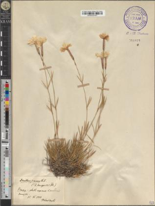 Dianthus praecox Kit.