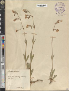 Silene nutans L.