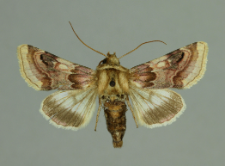 Periphanes delphinii (Linnaeus, 1758)