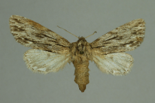 Asteroscopus sphinx (Hufnagel, 1766)