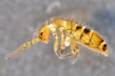 Orchesella flavescens