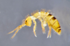 Orchesella flavescens