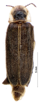 Lampyris noctiluca (Linnaeus, 1767)