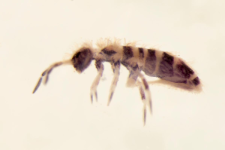 Orchesella multifasciata