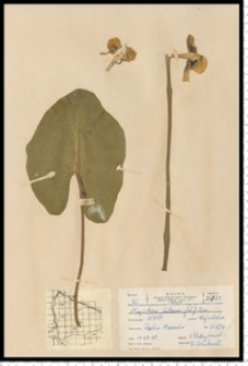 Nuphar lutea (L.) Sibth. & Sm.