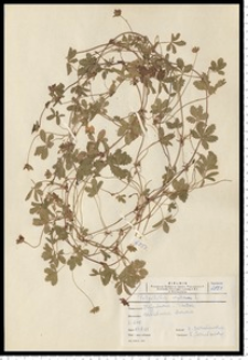 Potentilla reptans L.